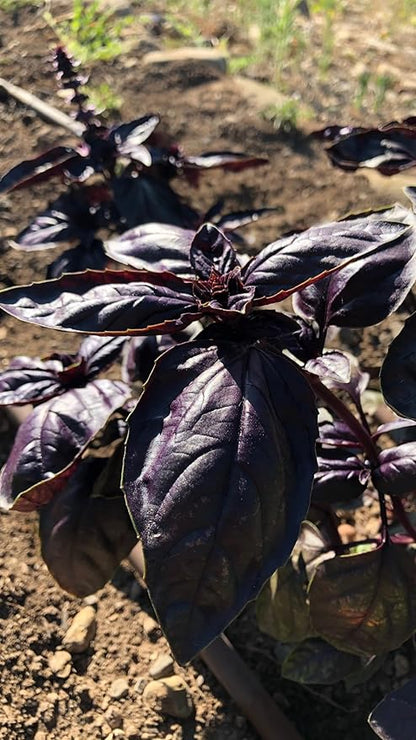 Plant Good Seed Amethyst Basil Seeds for Planting: Culinary Herb, Purple Leaves - 150 Seed Packet