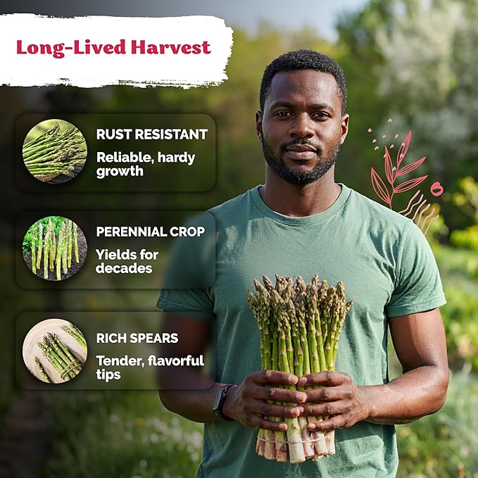 KVITER 100 Mary Washington Asparagus Seeds (Asparagus officinalis) – Heirloom Non GMO Asparagas Seed Packets Rust Resistant Perennial – Aspergus Vegetable Seeds for Planting Outdoors, Home Garden