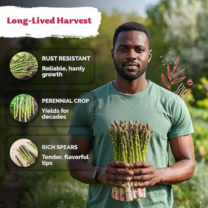 KVITER 100 Mary Washington Asparagus Seeds (Asparagus officinalis) – Heirloom Non GMO Asparagas Seed Packets Rust Resistant Perennial – Aspergus Vegetable Seeds for Planting Outdoors, Home Garden