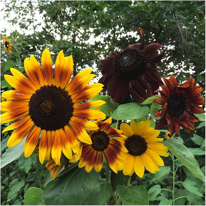 Seed Needs Heirloom Sunflower Seed Packet Favors for Party Events - Pre-Filled & Ready to Hand Out - Great for Weddings, Bridal Showers, Memorials, Fundraisers (20 Packets)