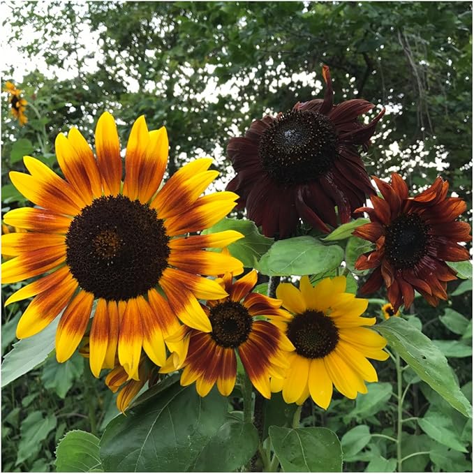 Seed Needs Heirloom Sunflower Seed Packet Favors for Party Events - Pre-Filled & Ready to Hand Out - Great for Weddings, Bridal Showers, Memorials, Fundraisers (100 Packets)