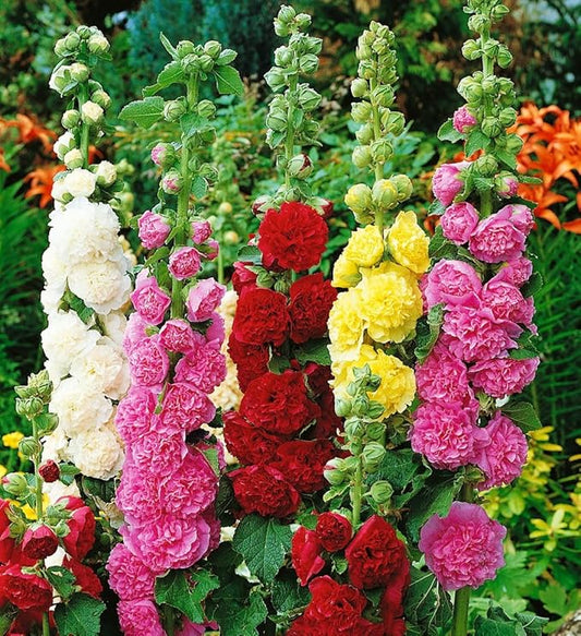 120+ Hollyhock Seeds Carnival Mix Giant Mallow Double Hollyhock Flowers Perennial Outdoor Home Garden Flower (Mix Color)