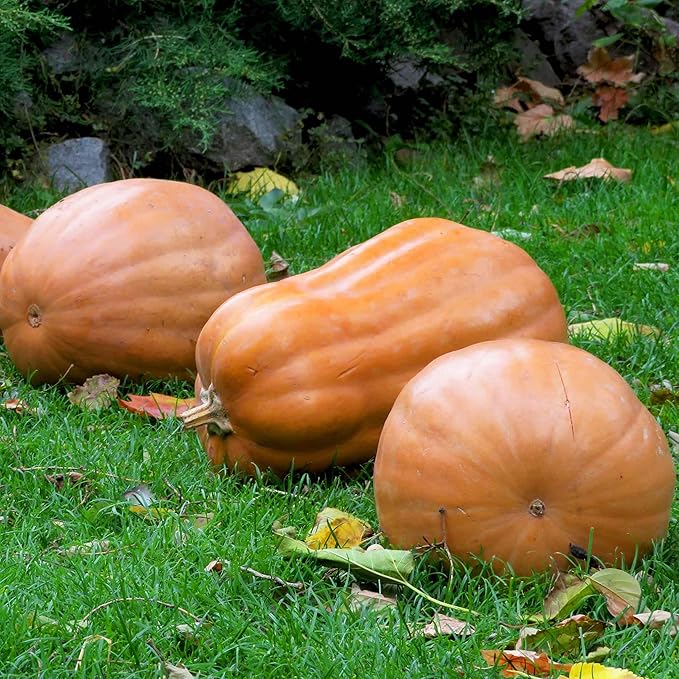 Eden Brothers Pumpkin Seeds - Kentucky Field Non-GMO Seeds for Planting, 1 Ounce | High-Yielding, Fast Growing Vegetable Seeds, Plant During Warm Season, Zones 3, 4, 5, 6, 7, 8, 9, 10