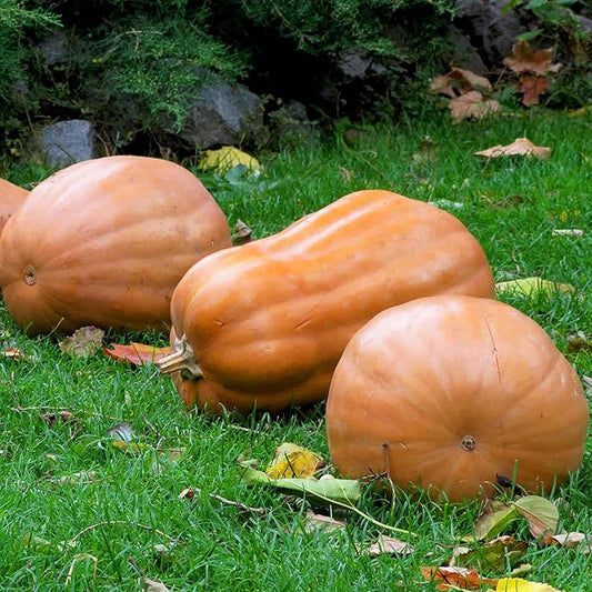 Eden Brothers Pumpkin Seeds - Kentucky Field Non-GMO Seeds for Planting, Packet | High-Yielding, Fast Growing Vegetable Seeds, Plant During Warm Season, Zones 3, 4, 5, 6, 7, 8, 9, 10