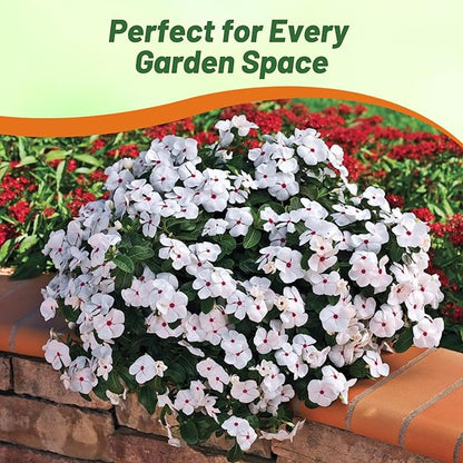 Outsidepride Bright Eyes Periwinkle Seeds for Planting – 4000 Pcs Annual, Fast-Blooming, Heat & Drought Tolerant Vinca Flower Seeds with Vibrant Colors Ideal for Gardens, Beds, Borders & Containers