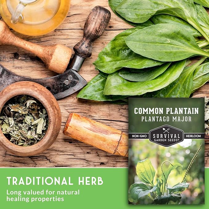 Plantain Seeds for Planting - Common Plantain (Plantago Major) Edible Broadleaf Medicinal Herb for Herbal Garden - Heirloom Non-GMO Open Pollinated - Survival Garden Seeds (2 Pack)