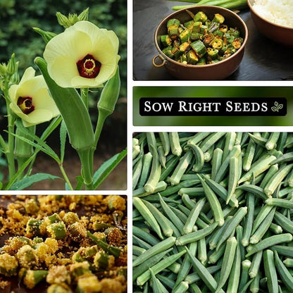 Sow Right Seeds - Emerald Okra Seeds for Planting - Non-GMO Heirloom Packet with Instructions to Plant a Home Vegetable Garden - Classic Green Pods on Tall Stalks - Make Fried Okra (2)