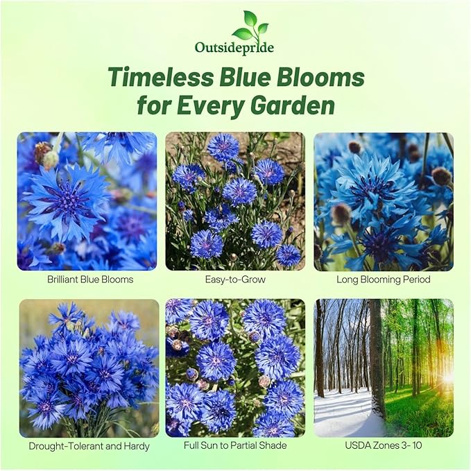 Outsidepride Dwarf Blue Cornflower Seeds for Planting - 1000 Pcs. Annual Bachelor's Button Flower Seeds for Cut Flower Gardens, Drought-Tolerant, Attracts Pollinators, Ideal for Borders & Bouquets