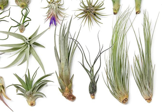 25 Grab Bag Pack Small & Medium Air Plants - Fertilizer Packet - Wholesale - Bulk - Live Tillandsia - Easy Care House Plant - Succulents