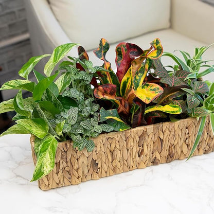 Easy to Grow Houseplants (Pack of 6), Live House Plants in Containers, Growers Choice Plant Set in Planters with Potting Soil Mix, Home Décor Planting Kit or Outdoor Garden Gifts by Plants for Pets