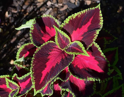 Seeds Coleus Exotic Mix/Perennial Flowers