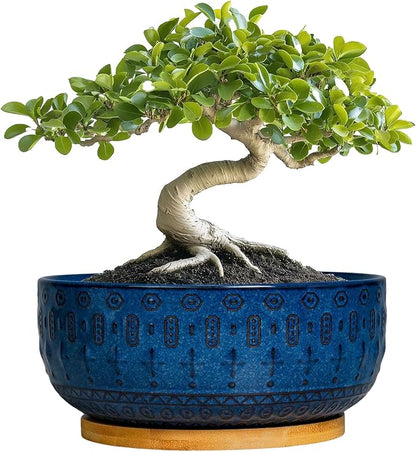 Bonsai Pots - 8 Inch Ceramic Succulent Pots with Drainage Hole and Saucer, Planters for Indoor Plants, Modern Round Decorative Flower Planter, Home Decor, Housewarming Gifts, Blue