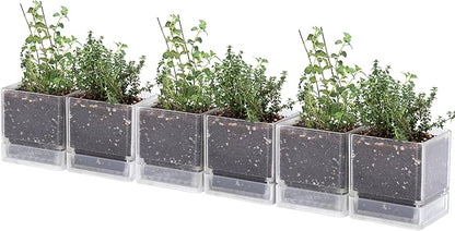 D'vine Dev 4 Inch Herb Planter Pot, Plastic Planter with Drainage Holes and Saucer, Modern Decorative Gardening Pot for Indoor Plants, Flowers, Herbs, Succulents, Clear, Set of 6, 76-Y-D-6