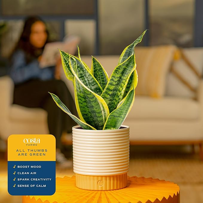 Costa Farms Snake Plant, Mother-in-Law's Tongue Live Plant in Decorative Pot, Large Easy to Maintain Indoor Succulent Houseplant Assorted Variety, Home, Room, or Office Décor, 12-20 Inches Tall