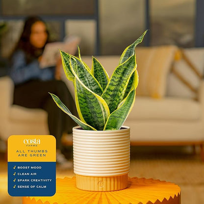 Costa Farms Snake Plant, Mother-in-Law's Tongue Live Plant in Decorative Pot, Large Easy to Maintain Indoor Succulent Houseplant Assorted Variety, Home, Room, or Office Décor, 12-20 Inches Tall