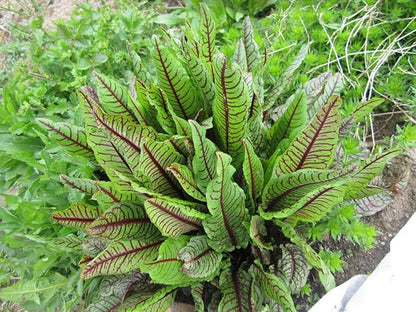 Seeds Herb Sorrel Bloody Dock Red Veined - 100 Seeds