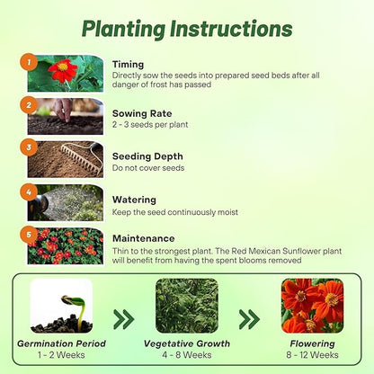 Outsidepride Red Torch Mexican Sunflower Seeds - 2000 Seeds Annual Tithonia, Fast-Growing, Heat & Drought-Tolerant Flower Seeds for Pollinator Gardens, Landscapes, & Flower Arrangements (AAS Winner)