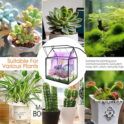 Plant Terrarium Kit with Grow Light, Rifny Small Glass Terrarium Jar with Absorbent Mat and Lid for Venus Fly Trap Succulent Live Air Plants Indoor Home Office Decor (Black, 7.1 x 4.8 x 8.8 inch)
