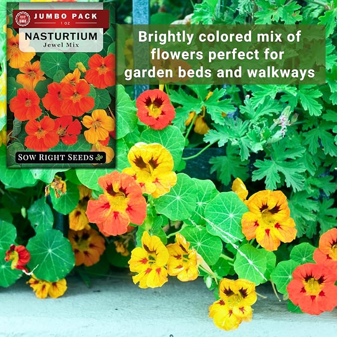 Sow Right Seeds - Bulk Jewel Mix Nasturtium Seeds for Planting - Non-GMO Heirloom Jumbo Pack - Versatile Nasturtiums Seeds for Containers & Borders - Easy-to-Grow Flowers - Ideal for Mass Planting