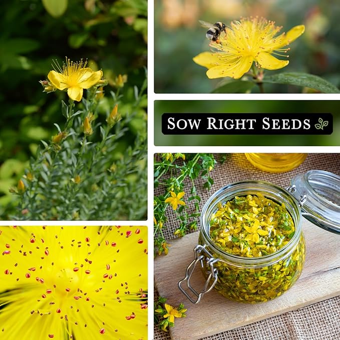 Sow Right Seeds - St John’s Wort Seeds for Planting - Non-GMO Heirloom Packet with Instructions to Plant & Grow an Outdoor or Indoor Herb Garden - Native Wildflower with Medicinal & Culinary Uses (4)