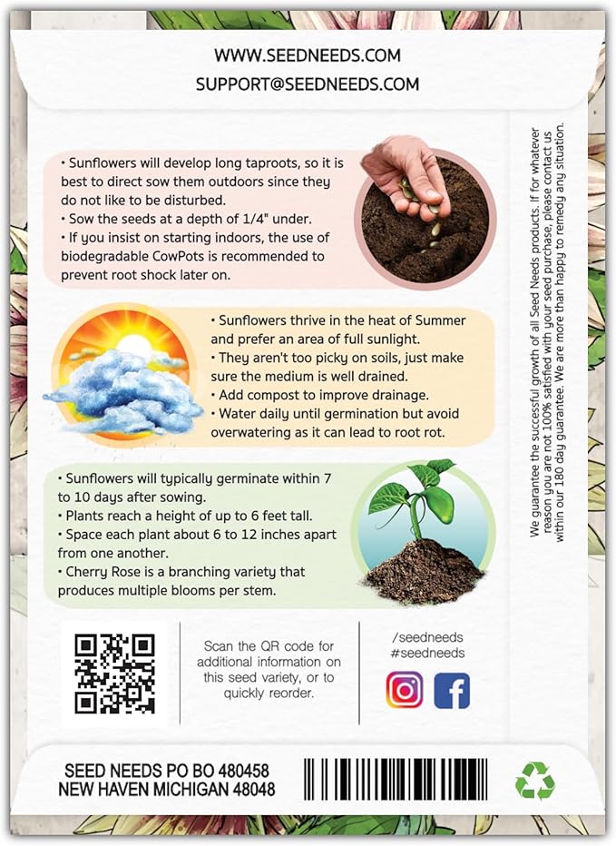 Seed Needs Sunflower Seeds for Planting Cherry Rose Sunflowers - Hybrid Flowers with Unique Bi-Colors for an Outdoors Flower Garden - Great for Cut Flowers in Bouquets & Floral Arrangements (2 Packs)