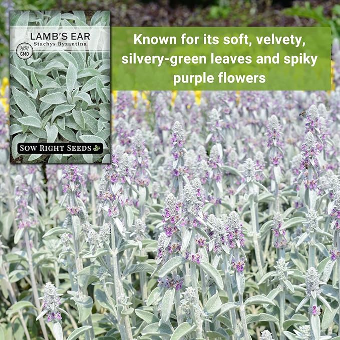 Sow Right Seeds - Lambs Ear Seeds for Planting - Non-GMO Heirloom Packet with Instructions to Grow an Outdoor Flower Garden - Wooly Silver Leaves, Perennial Foliage - Stachys for Rock Gardens (1)
