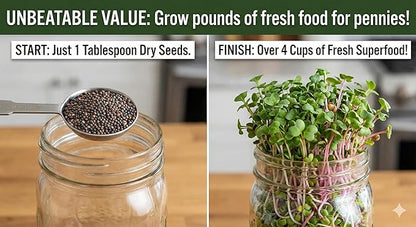 Todd's Seeds Broccoli and Friends Sprouting Seed Mix: Broccoli, Crimson Clover, Red Radish, Alfalfa, Non-GMO, Chemical Free, High Germination (1/4 Pound)