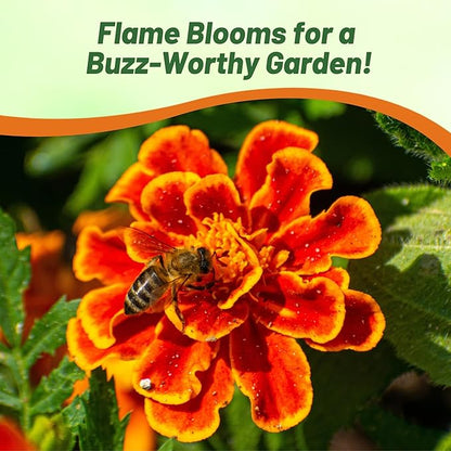 Outsidepride Durango Flame French Marigold Seeds - 500 Pcs Annual, Compact, Heat & Drought Tolerant Flower Seeds for Planting w/Anemone Type Bi-Colored Blooms, Ideal for Vibrant Pollinator Gardens