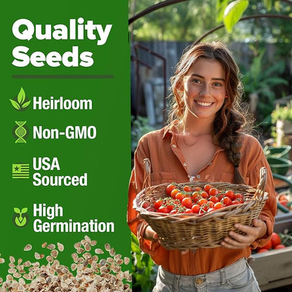 HOME GROWN Large Red Cherry Tomato Seeds Pack 500 High Germination Heirloom Seeds Vegetable Seeds for Garden,Homestead & Self-Sufficient Growing(Solanum lycopersicum)