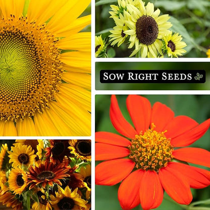 Sow Right Seeds - Large Sunflower Seed Collection for Planting - 6 Varieties of Sunflowers to Attract Pollinators - Non-GMO Heirloom Packet with Instructions to Plant & Grow - Giant Summer Blooms