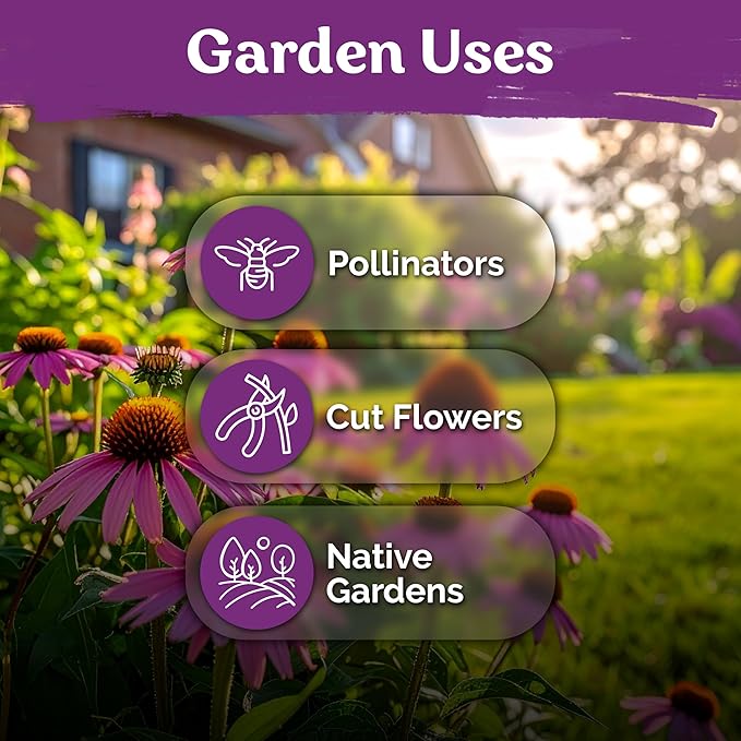 KVITER 550 Purple Coneflower Seeds (Echinacea Purpurea) – Echinacea Herb Flower Seeds For Planting, Medicinal Wild Flower Seed Packets – Wildflower Pollinator for Home Garden, Containers, Flowers Beds