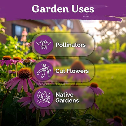 KVITER 550 Purple Coneflower Seeds (Echinacea Purpurea) – Echinacea Herb Flower Seeds For Planting, Medicinal Wild Flower Seed Packets – Wildflower Pollinator for Home Garden, Containers, Flowers Beds