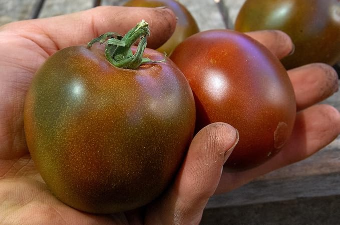 Seeds Tomato Black Prince Giant Heirloom Vegetable Non GMO