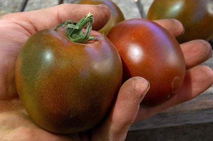 Seeds Black Prince Tomato Indeterminate Rare Variety True Siberian Tomato Non GMO Heirloom