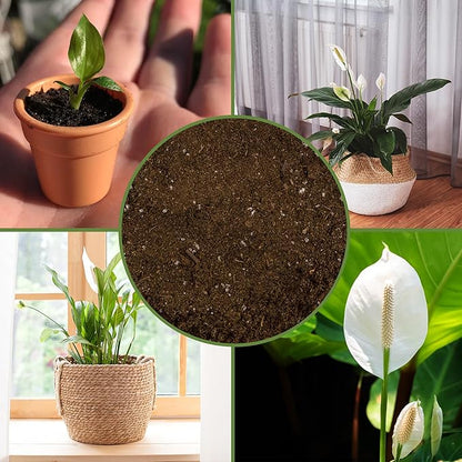 Soil Sunrise Peace Lily Potting Soil Mix (12 Quarts) for Planting, Growing, or Repotting Peace Lily Plants