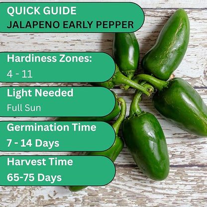 Early Jalapeño Pepper Seeds for Planting – Heirloom Non-GMO Hot Jalapeno Peppers for Home Gardens | Woods Creek Seeds
