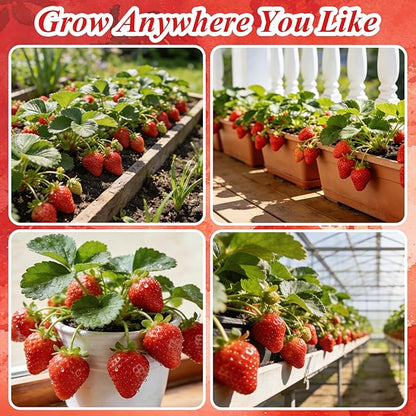 5000+ Strawberry Seeds for Planting –Heirloom Non-GMO Giant Red Strawberry Seeds, Everbearing Fruit Plants & Seeds for Garden Beds, Pots, Raised Beds, Balcony & Hydroponic Systems, 0.18 oz (5 g)
