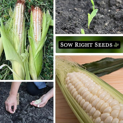 Sow Right Seeds - Hickory King White Corn Seeds for Planting - Non-GMO Heirloom Packet with Instructions to Plant & Grow an Outdoor Home Vegetable Garden - Rare Cream Color, Large Stalks and Ears (3)