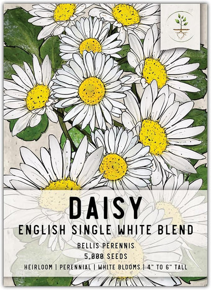 Seed Needs, English Daisy Seeds - 1,000 Heirloom Seeds for Planting Bellis perennis - White Blooms, Perennial Flowering Plants for an Outdoor Garden (1 Pack)
