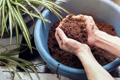 11 LBS of Coco Coir Potting Soil for Indoor Plants and Outdoor Plants. The Most Natural Coco Coir Bricks Available! The Coconut Coir Potting Mix is Great for Microgreens Growing Kit.