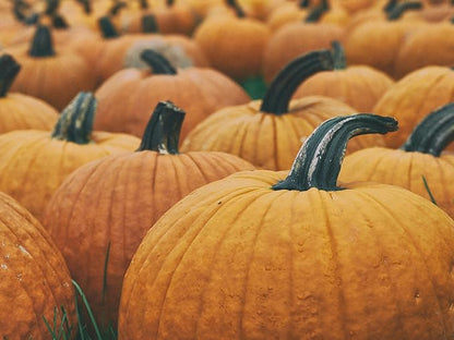 Park Seed Howden Pumpkin Seeds – Non-GMO, Classic Deep Orange Pumpkins for Carving & Display, High-Yielding Plants, 20–30 lb Fruits, Ribbed Halloween Favorite, Pack of 25