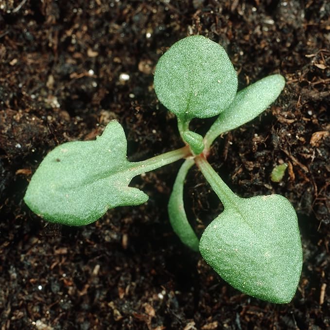 Seed Needs Large Leaf Sorrel Seeds for Planting - Heirloom Non-GMO & Untreated Medicinal or Culinary Herb - Grow a Home Grown Outdoor Garden (2 Packs)