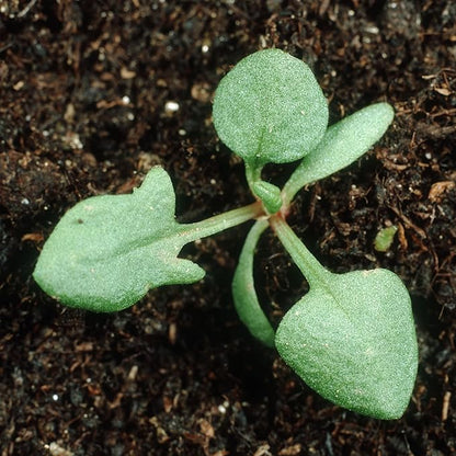 Seed Needs Large Leaf Sorrel Seeds for Planting - Heirloom Non-GMO & Untreated Medicinal or Culinary Herb - Grow a Home Grown Outdoor Garden (2 Packs)