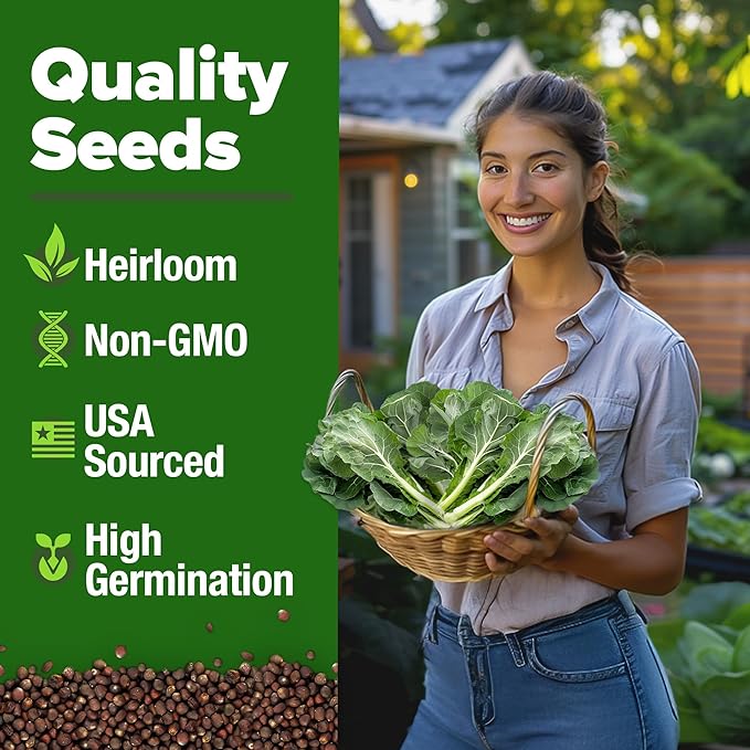 HOME GROWN Non GMO Collard Green Seeds - 300 Seeds for Fall Planting - High Germination Heirloom Vegetable Seeds, Vates Collard Greens Seed Pack (Brassica oleracea)