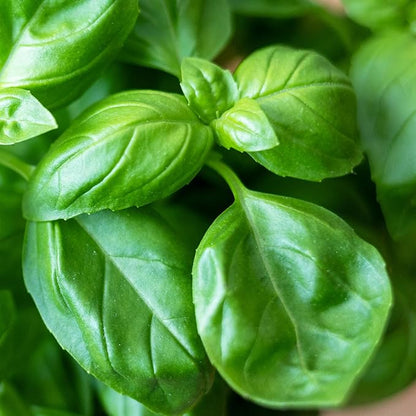 Seed Needs Genovese Basil/Thai Basil Seeds for Planting Fresh Kitchen Herbs - Non-GMO Heirloom & Untreated Annual Herb Seed to Plant a Culinary Garden Indoors or Outdoors