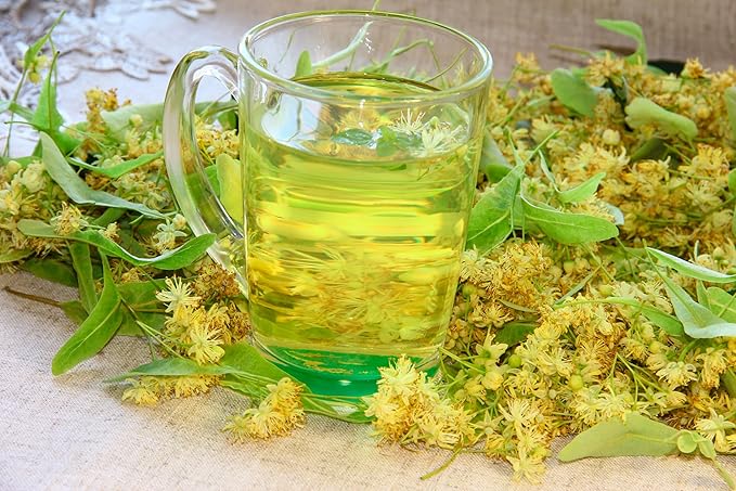 Goldenrod Showy 1000 Seeds (Solidago speciosa) Heirloom - Open Pollinated