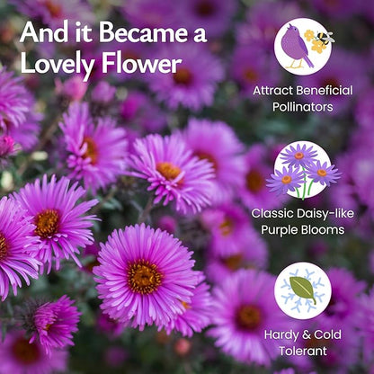 Created By Nature, New England Aster Seeds, Pink and Purple Perennial Flower Seeds, Non-GMO, Pollinator Friendly, 2,500 Seeds, Covers Up to 93 sq. ft. (Symphyotrichum novae-angliae)