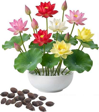 Lotus Flower Seeds（60PCS） Lotus Seeds for Planting in Water，Suitable for Ponds, Bonsai, Indoor Water Feature Gardens and Lotus Bowl Flower pots,
