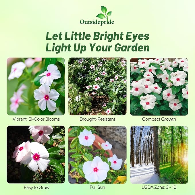Outsidepride Bright Eyes Periwinkle Seeds for Planting – 2000 Pcs Annual, Fast-Blooming, Heat & Drought Tolerant Vinca Flower Seeds with Vibrant Colors Ideal for Gardens, Beds, Borders & Containers