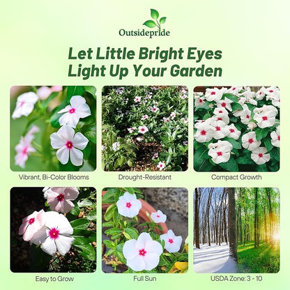 Outsidepride Bright Eyes Periwinkle Seeds for Planting – 2000 Pcs Annual, Fast-Blooming, Heat & Drought Tolerant Vinca Flower Seeds with Vibrant Colors Ideal for Gardens, Beds, Borders & Containers